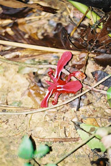 13 Thailand 2002 F1020034 Khao Lak Ausflug Khao Sok_478